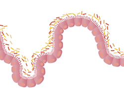 bakterier i tarmene
